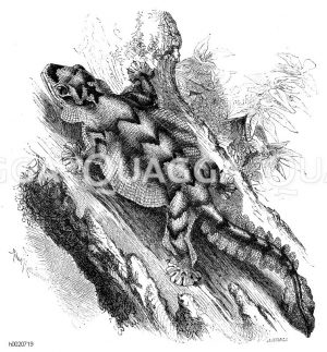 Faltengecko [Digital]