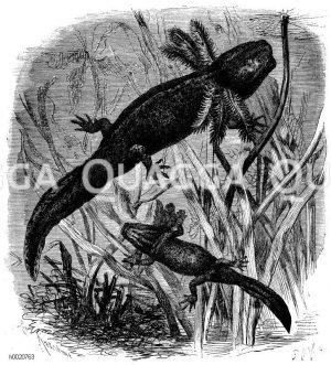 Axolotl im Larvenzustand [Digital]