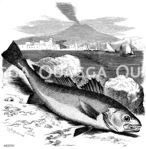 Adlerfisch [Digital]