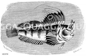 Seeschmetterling [Digital]