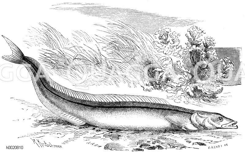 Tobiasfisch [Digital]