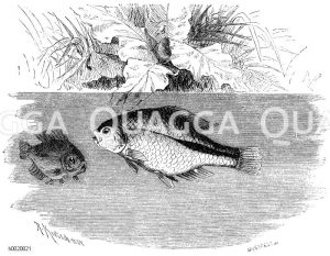 Bitterling [Digital]