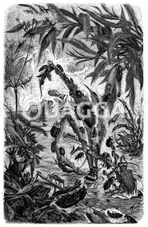 Käfer in Wassersnot [Digital]