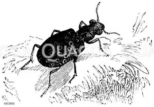 a) Elaphrus riparius, b) Carabus hortensis - Gartenlaufkäfer, c) Carabus auratus - Larve der Goldhenne [Digital]