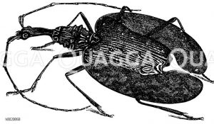 a) Mormolyce phyllodes, b) Scarites pyracmon [Digital]