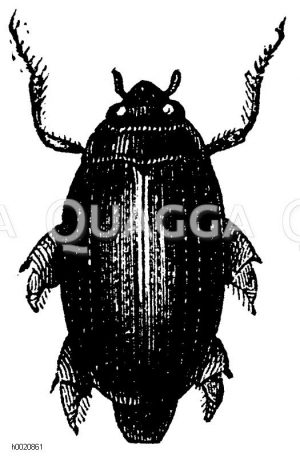 Gyrinus mergnus [Digital]