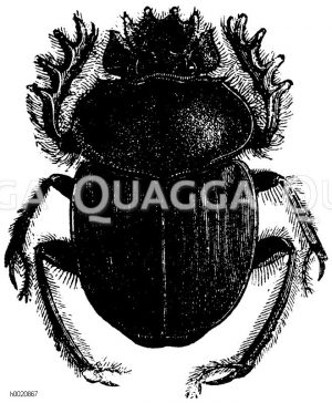 Heiliger Pillenkäfer (a), Rosskäfer: Männchen (b), Grabender Dungkäfer (c) [Digital]