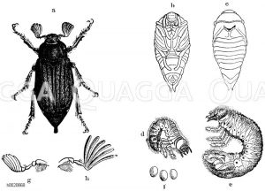 a) Käfer, b, c) Puppe, d, e) Larve, f) Eier, g) weibliche, h) männliche Fühler, i) großer marmorierter Maikäfer (Gerber, Melolontha fullo) [Digital]