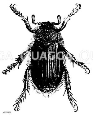 Sonnenwendkäfer oder Junikäfer [Digital]