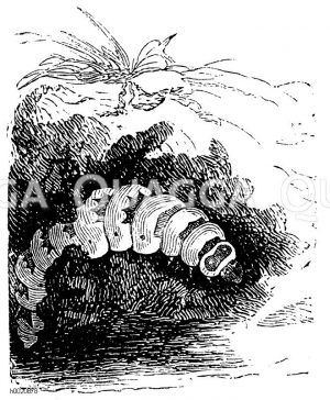 Larve des Totengräbers [Digital]