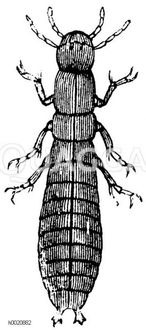 Larve der Goldhenne [Digital]