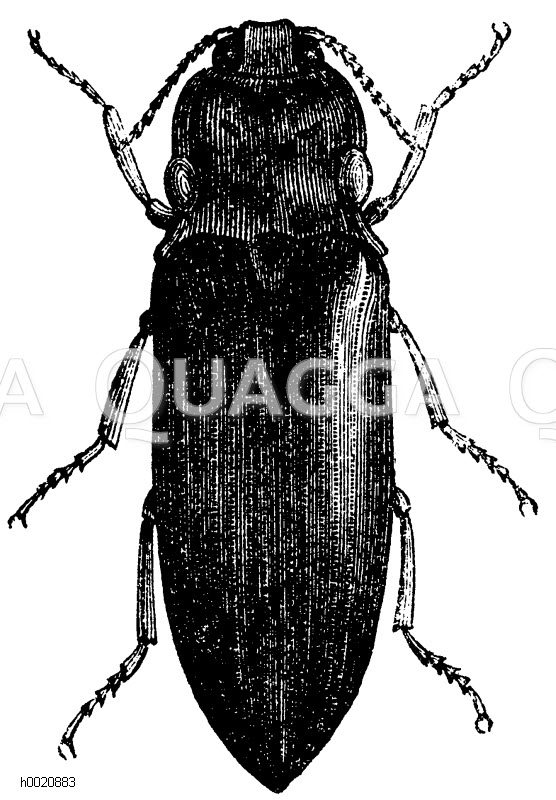 Cucujo Quagga Illustrations