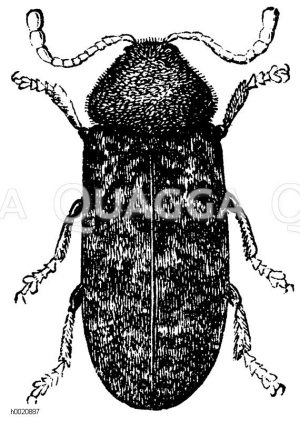 Bunter Klopfkäfer [Digital]