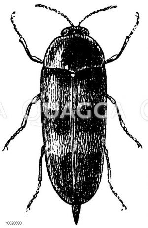 Bandirter Stachelkäfer [Digital]