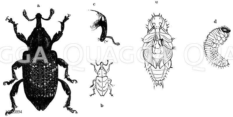 Großer Fichtenrüsselkäfer, vergrößert und unvergrößert, c) Kopf von der Seite, d) Larve, e) Puppe, f, g) Pissodes notatus - Kleiner Kiefernrüsselkäfer, h) Larve, i) Puppe [Digital]