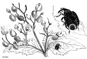 Cionus scrophulariae in natürlicher Größe und vergrößert, nebst Puppenhülsen an Früchte tragender Braunwurz [Digital]