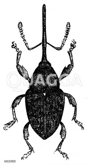 Haselnussbohrer, Haselnussrüssler von der Rückenansicht [Digital]