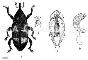 Kleiner Kiefernrüsselkäfer, h) Larve, i) Puppe [Digital]