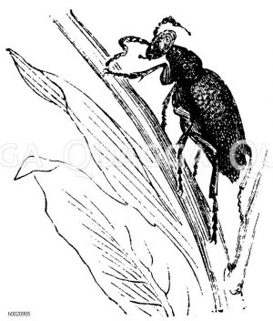 Kleines Männchen des Maiwurmes [Digital]