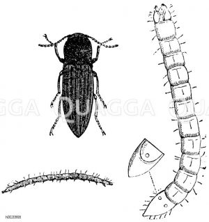 Saatschnellkäfer [Digital]