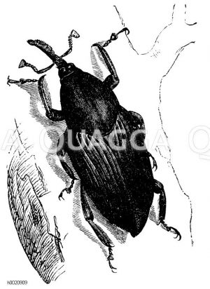 Rhynchophorus Schach [Digital]