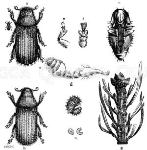 Großer und kleiner Kiefermarkkäfer, a) Blastophagus piniperda, b) Larve, natürliche Grüße und vergrößert, c) Puppe, d) Fühler, e) Bein, f) Tarsenglieder, g) ausgefressene Kieferntriebspitze, h) Blastophagus minor [Digital]