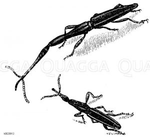 Brenthus Anchorago: Weibchen und Männchen [Digital]