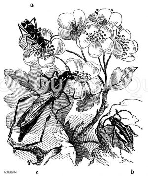 Widderkäfer, b) Dorcadion crux, c) Molorchus major [Digital]
