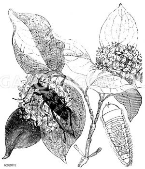 Gespornter Schmalbock mit Larve [Digital]