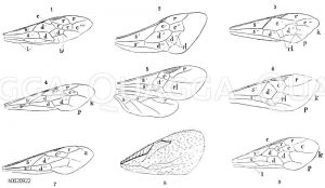 Hymenopteren oder Hautflügler, Vorderflügel in Fig. 5 auch ein Hinterflügel von 1) Tenthredo scalaris, 2) Osmia pilicornis, 3) Ichneumon pisorius, 4) Cercesis, 5) Eurinus, 6) Eubadizon, 7) Crabro striatus, 8) Chrysolampus solitarius, 9) Athalia spinarum. Adern: a) Anhang, k) Cubitus , p) parallele Ader (Discoidalader), rl) rücklaufende Adern. Zellen: c', c'', c''', c'''' erste, zweite, dritte, vierte Unterrandzelle oder Cubitalzelle, d', d'', d''', Mittelzellen, Discoidalzellen, l) lanzetttförmige Zelle, r) Randzelle, Radialzelle, s', s'', mittlere, untere Schulterzelle, Humeralzelle (s' vordere, d''' hintere Submedialzelle) [Digital]