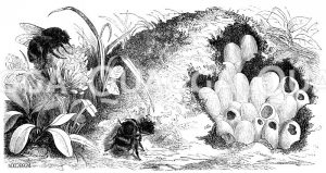 Erdhummel, Weibchen und Arbeiter nebst dem teilweise aufgedeckten Nest [Digital]