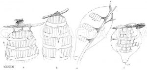 Schmematische Darstellung von verkleinerten Wespennestern: a) Polybia sedula, b) Polybia rejecta, c) Chatergus apicalis, d) Polybia ampullaria [Digital]