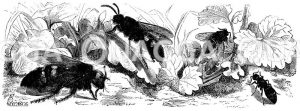 Weibchen, Männchen (links). Mutilla europaea - Männchen und Weibchen der europäischen Spinnenameise [Digital]