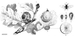 Gallwespen [Digital]