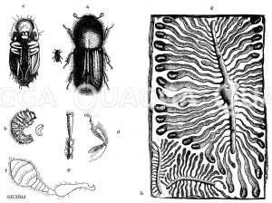Achtzähniger Fichtenborkenkäfer. a) Käfer, b) Larve, c) Puppe, d) Bein, e) Fuß oder Tarse, f) Fühlhorn, g) Brutkolonie, h) ein Teil der Brutkolonie von Bostrichus chalcographus [Digital]
