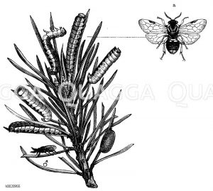 Kiefernkammhornwespe in ihren verschiedenen Ständen [Digital]