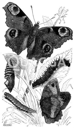 Tagpfauenauge mit Raupe und Puppe. Epinephele Janira - Janira, Weibchen mit Raupe [Digital]