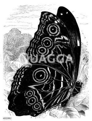 Neoptolemus [Digital]