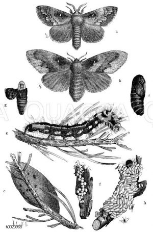 Kiefernspinner. a b) männlicher und weiblicher Schmetterling, c) Raupe, d) Puppe, e) Kokon, f) Eiern, g) aufgebrochene Puppe, darin die Schlupfwespenmade von Anomalon circumflexum, h) tote Raupe mit den Puppengespinsten des Microgaster nemorum, eines Braconiden, bedeckte und ausgetrocknete Schlupfwespchen [Digital]