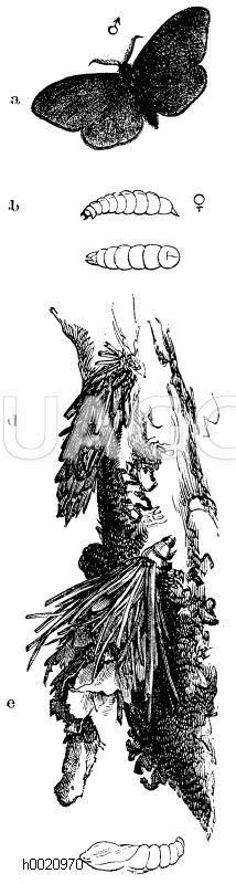 Sackträger. a) Männchen, b) Weibchen, c) weibliche Puppe von unten, d) angesponnener weiblicher Sack, e) Sack des Männchens, f) seine Puppe [Digital]