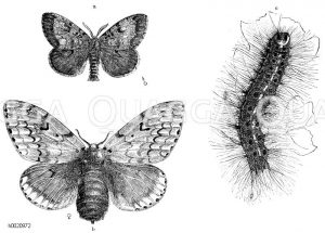 Schwammspinner. a) männlicher, b) weiblicher Schmetterling, c) Raupe, vor der letzten Häutung [Digital]