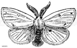 Goldafter, Männchen [Digital]