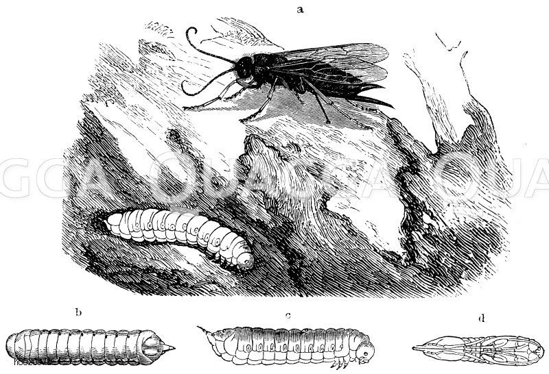 Holzwespe, Eier legendes Weibchen und Larve, b, c) Larven vom Rücken und von der Seite, d) Puppe der gemeinen Holzwespe [Digital]
