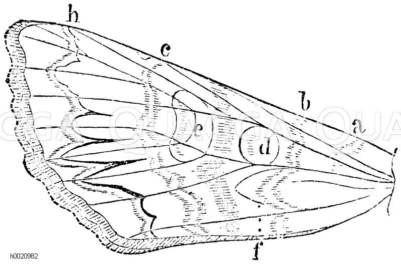 Eule, Vorderflügel. a) halbe Querlinie, b, c) hintere Linien, d) Ringmakel, e) Zapfenmakel, h) Wellenlinie. Der Raum zwischen der Wellenlinie und der hinteren Querlinie heißt die gewässerte Binde, die dunklen, von der Wellenlinie zwischen einigen Rippen ausstrahlende Spitzen die Pfeilflecke. [Digital]