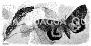 Rotes Ordensband nebst Raupe [Digital]