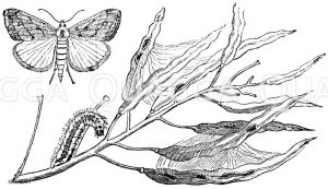 Rübsaatpfeifer nebst Raupe [Digital]