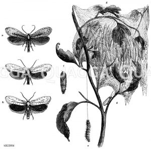 Schnauzenmotten. a) padella, b) cognatella, c) evonymella, d) evonymella in natürlicher Größe und Ruhelage, e) Raupe, f) Puppe, g) Gespinst voller Puppen [Digital]