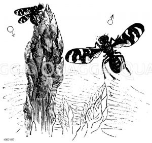 Spargelfliege. Eier legendes Weibchen (links), Männchen (rechts) [Digital]