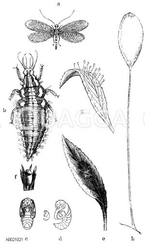 Florfliege. a) Fliege, b) Larve, c, d) Puppe, Unteransicht und Seitenansicht, e) noch geschlossene Gespinst, f) Gespinst zwischen Kiefernnadeln und geöffnet, g) gestielte Eier, h) einzelnes Ei [Digital]