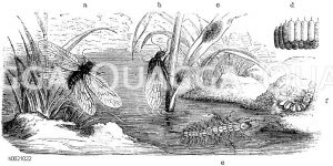 Wasserflorfliege. a, b) Fliege, c, d) Eier, e) Larve, f) Puppe [Digital]